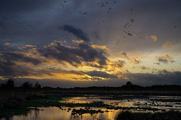 Sunset Haaksbergerveen with geese. by Laurents ten Voorde