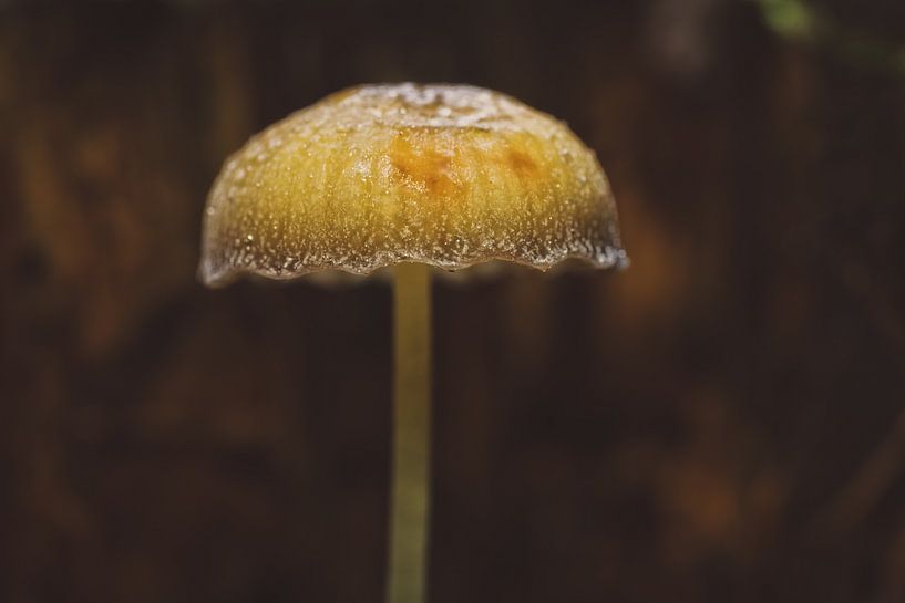 Parapluie Champignon par Maikel Brands