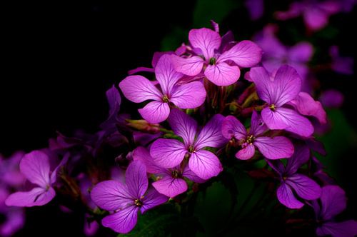 Violette Judaspenning-Blüten von Corinne Welp