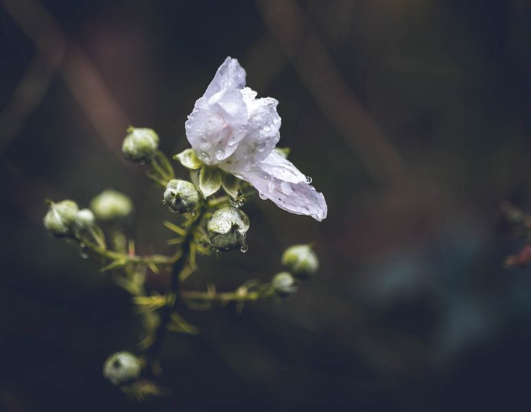 Flower by Charlotte Ipenburg