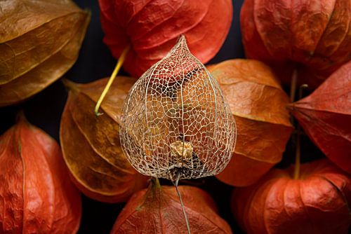 2 generaties lampionnen