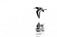 Flying oystercatcher with reflection (rectangle) by Fotografie Jeronimo thumbnail