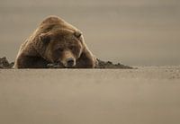 Grizzlybär