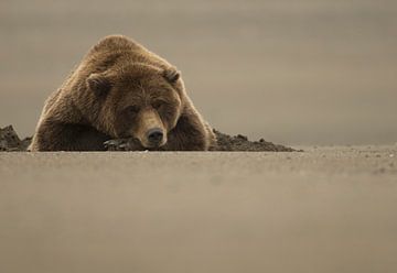 Grizzlybeer (Ursus arctos) van AGAMI Photo Agency