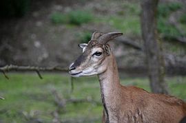 Young deer by Keywan Salehi