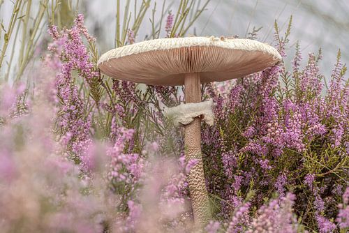 Paddenstoel. Paars. Herfst. Heide.