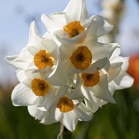 gros plan de jonquilles jaunes et blanches par une journée ensoleillée sur W J Kok