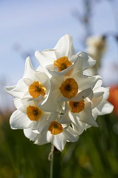 closeup of yellow-white daffodils on a sunny day by W J Kok