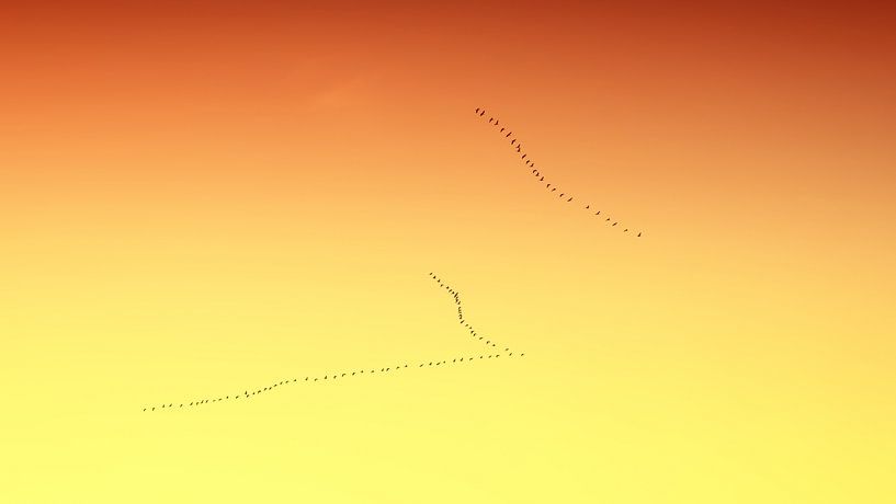 Wild Geese by Bo Valentino