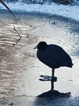 Blässhuhn auf dem Eis von Despb