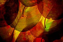 Herbstblätter 7 von Henk Leijen