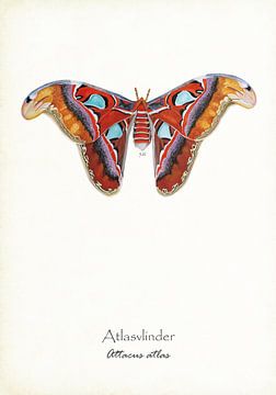 Atlas butterfly by Jasper de Ruiter