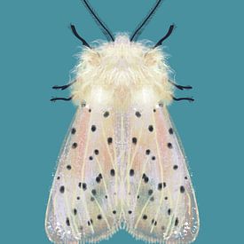 Weiße Motte farbiger Hintergrund von Angela Peters