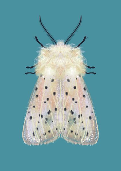 Weiße Motte farbiger Hintergrund von Angela Peters