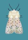 Weiße Motte farbiger Hintergrund von Angela Peters Miniaturansicht