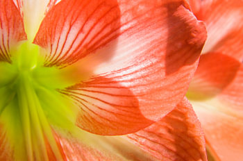 Fleurs orange de l'hippeastrum
