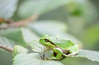 Groene boomkikker op een blad van een bramenstruik