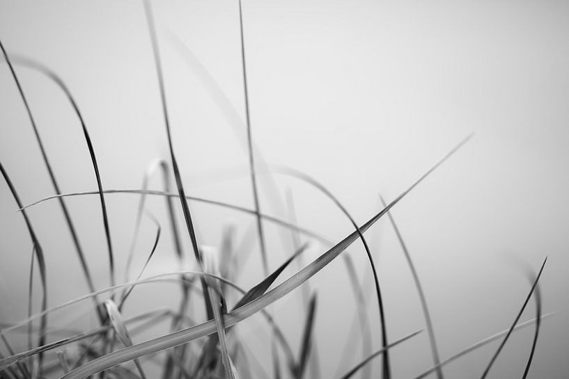 Dune grass by Rik Verslype