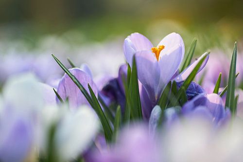 Stand out above the pack