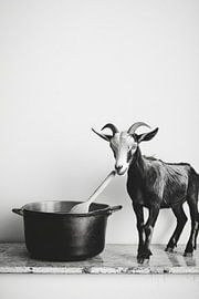 Goat kitchen by Poster Art Shop