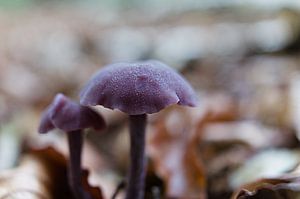 champignon violet/lilas améthyste
