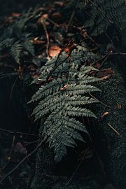 Autumn colours by Laquaiart