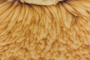 Détail des motifs de glace