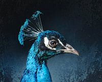 Pauwenportret