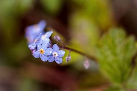 Forget Me Not Flower by Rob Boon