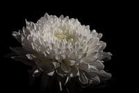 Chrysant