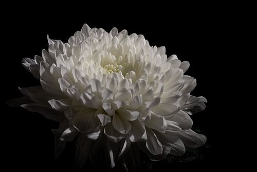 Chrysant