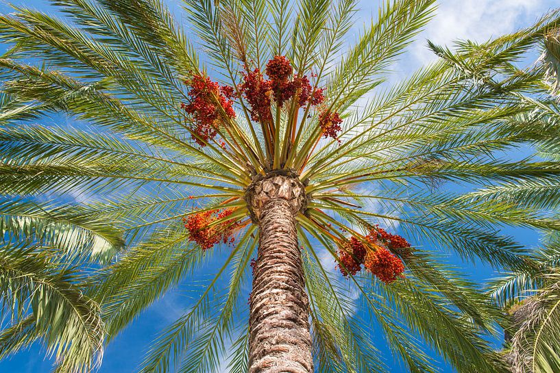 Under the palm tree by Denis Feiner