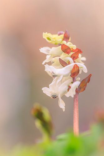 Ein wunderschöner Lerchensporn im weichen Bokeh