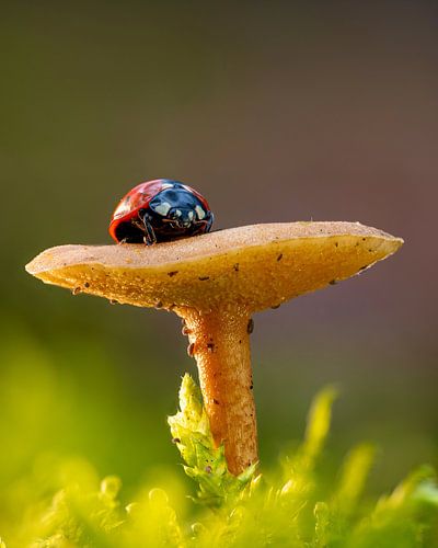Ladybug on mushroom