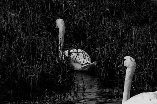 Des cygnes. L'automne. Noir et blanc.