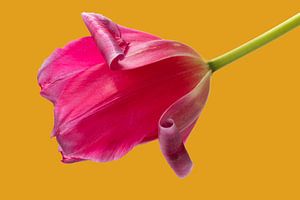 Tulipe rose solitaire avec fond ocre sur Bloemportret