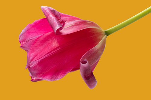 Solo rosa Tulpe mit ockerfarbenem Hintergrund