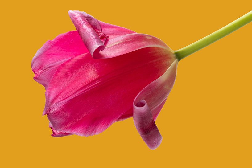 Tulipe rose solitaire avec fond ocre par Bloemportret