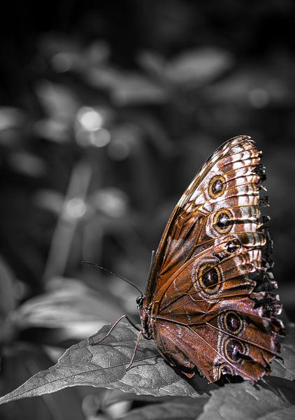 Makro-Porträt von Morpho Peleides Schmetterling mit gelagerten Flügeln mit monochromen Hintergrund von Wildlife Designs