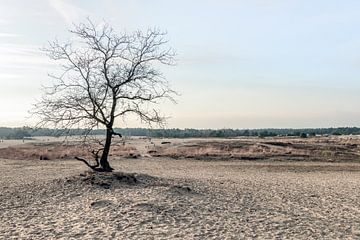 Kale boom op een zandvlakte van Ruud Morijn