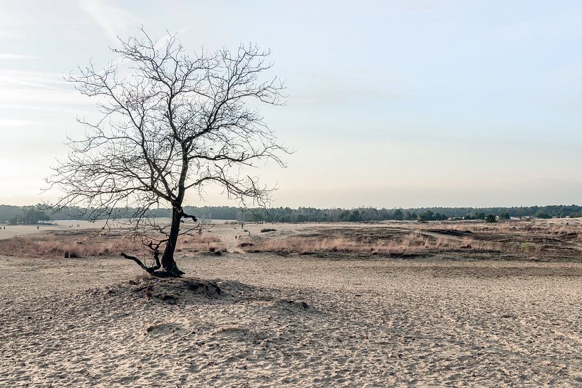 Nackter Baum auf einer sandigen Ebene von Ruud Morijn