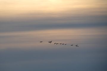 Kranichwanderung von Signatuur Fotografie