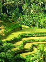 De wereldberoemde rijstterrassen op Bali