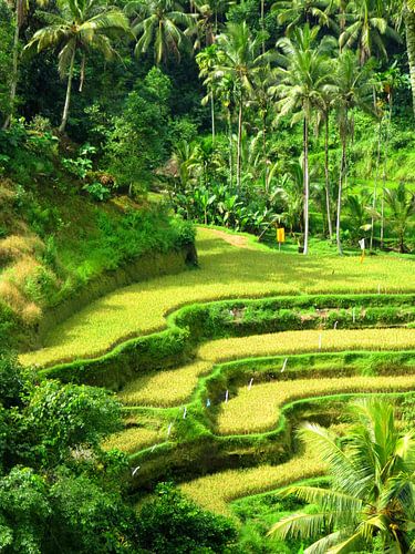 Die weltbekannten Reisterrassen auf Bali