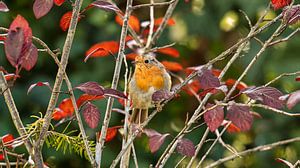 Rotkehlchen im Herbstlaub