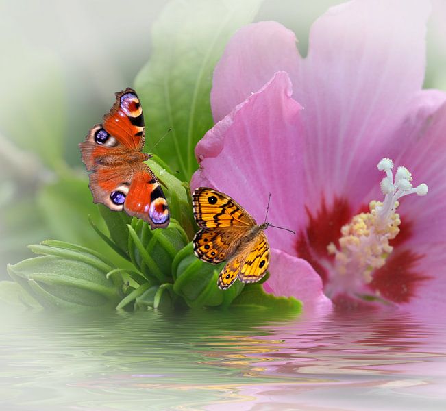 Traum by Dieter Beselt