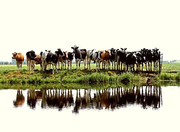 cows by Annemieke van der Wiel