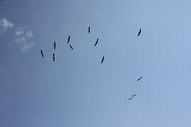 Kerkini See - Pelikane beim Flug von ADLER & Co / Caj Kessler