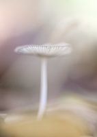 Haresfoot