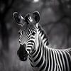 Zebra-Porträt in zeitloser Schwarzweiß-Eleganz von drdigitaldesign